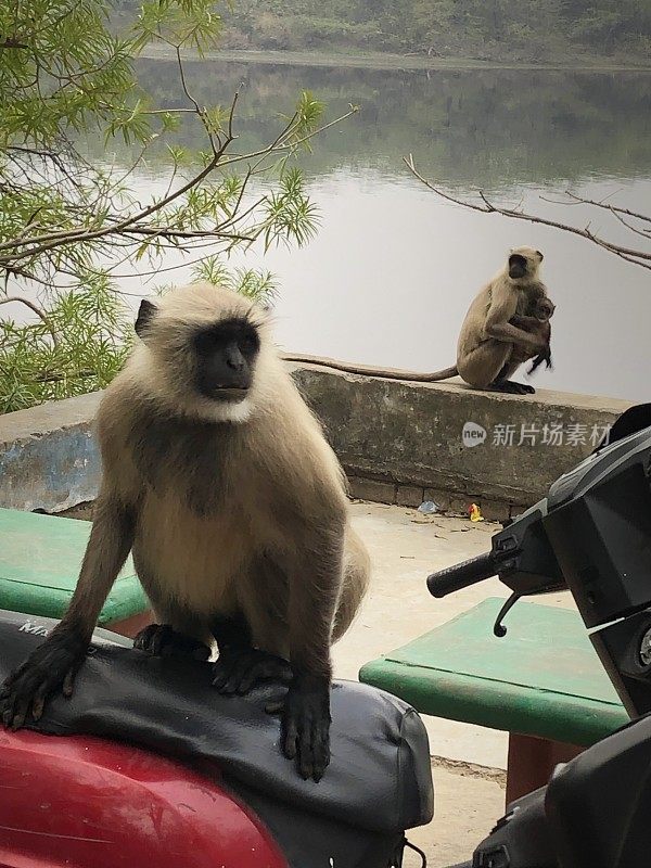 湖边的野生印度叶猴/灰叶猴，在摩托车/自行车座位上跳来跳去